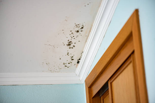 Best Residential Mold Removal  in Green Tree, PA