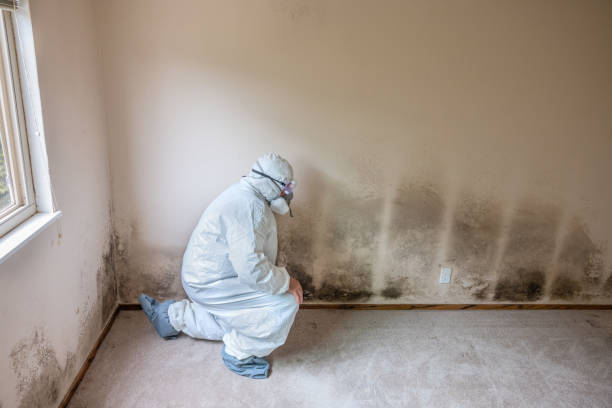 Professional Mold Removal in Green Tree, PA